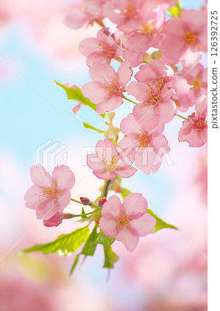 Kawazu cherry tree Kawazu cherry tree 126392725