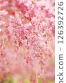 Drooping cherry tree 126392726