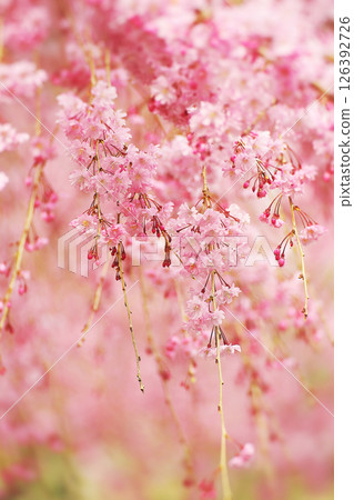 Drooping cherry tree Drooping cherry tree 126392726