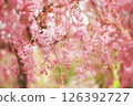 Drooping cherry tree 126392727