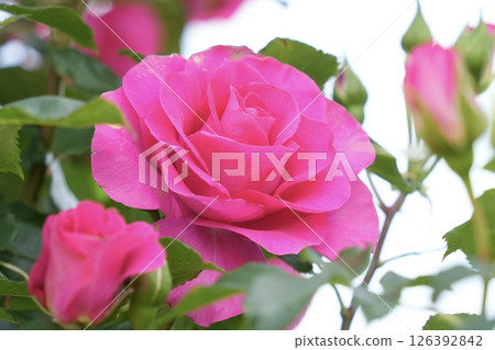 Beautiful landscape of pink roses in full bloom Beautiful landscape of pink roses in full bloom 126392842