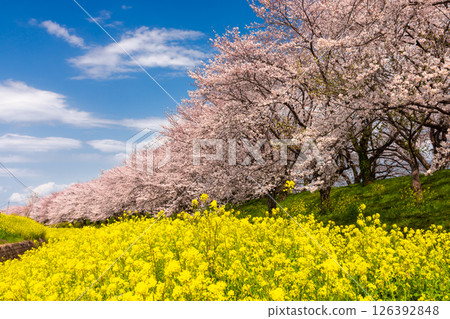 埼玉縣比企郡吉見町飯島新田的櫻花堤公園，藍天白雲下，櫻花樹和油菜花田的景色 126392848