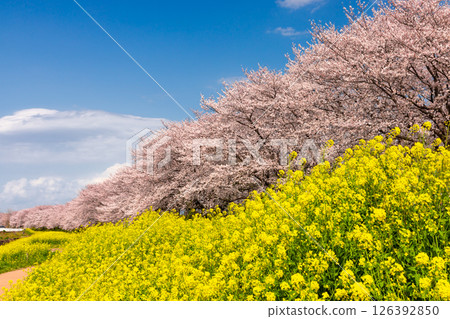 埼玉縣比企郡吉見町飯島新田的櫻花堤公園,藍天白雲下,櫻花樹和油菜花田的景色 埼玉縣比企郡吉見町飯島新田的櫻花堤公園,藍天白雲下,櫻花樹和油菜花田的景色 126392850