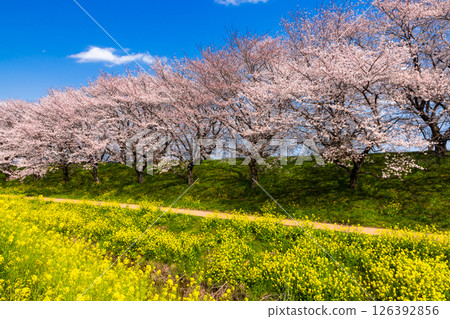 埼玉縣比企郡吉見町飯島新田的櫻花堤公園,藍天白雲下,櫻花樹和油菜花田的景色 埼玉縣比企郡吉見町飯島新田的櫻花堤公園,藍天白雲下,櫻花樹和油菜花田的景色 126392856