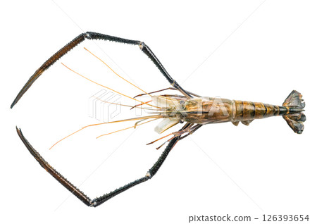 Fresh raw rosenbergii shrimp prawn, perfect for gourmet dishes and seafood lovers seeking premium quality. isolated on white background. top view Fresh raw rosenbergii shrimp prawn, perfect for gourmet dishes and seafood lovers seeking premium quality. isolated on white background. top view 126393654