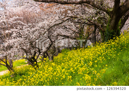 埼玉縣比企郡吉見町飯島新田櫻堤公園河岸的櫻花樹和油菜花田 126394320