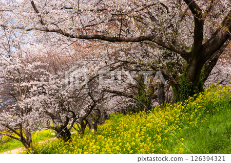 View of the cherry blossom trees and rapeseed fields on the bank of Sakura Tsutsumi Park in Iijimashinden, Yoshimi-machi, Hiki-gun, Saitama Prefecture View of the cherry blossom trees and rapeseed fields on the bank of Sakura Tsutsumi Park in Iijimashinden, Yoshimi-machi, Hiki-gun, Saitama Prefecture 126394321