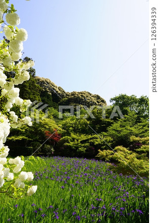 A garden with a pond filled with blooming iris flowers 126394339