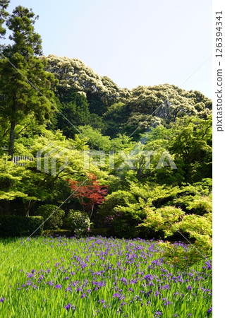 有池塘的花園,池塘裡盛開著鳶尾花 有池塘的花園,池塘裡盛開著鳶尾花 126394341
