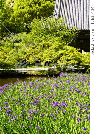 A garden with a pond filled with blooming iris flowers 126394343