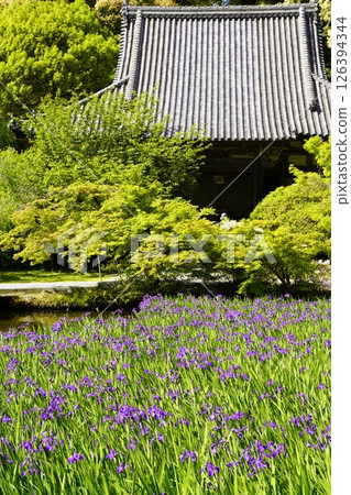 A garden with a pond filled with blooming iris flowers 126394344