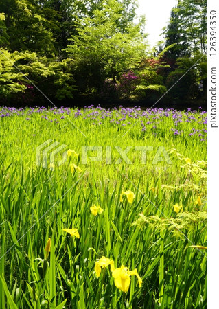 A garden with a pond filled with blooming iris flowers 126394350