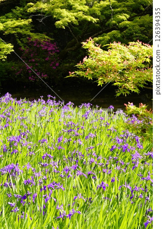 A garden with a pond filled with blooming iris flowers A garden with a pond filled with blooming iris flowers 126394355