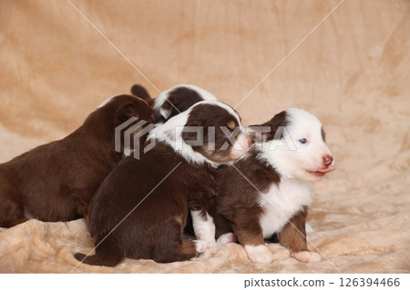 A group of puppies are sitting on a blanket 126394466