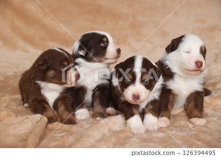 Four puppies are sitting on a blanket, with one of them looking away 126394495