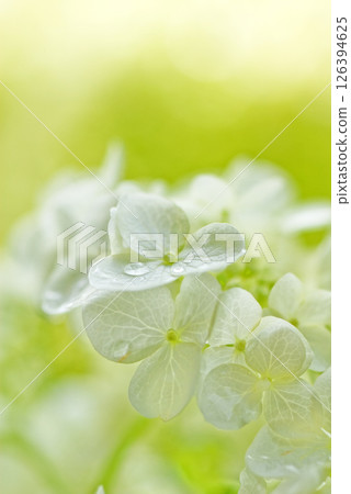 白色繡球花和水滴 白色繡球花和水滴 126394625