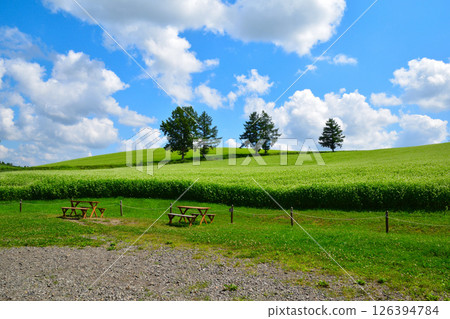 Summer Biei Hills Summer Biei Hills 126394784