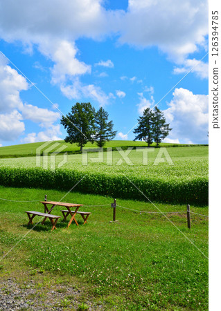 Summer Biei Hills Summer Biei Hills 126394785