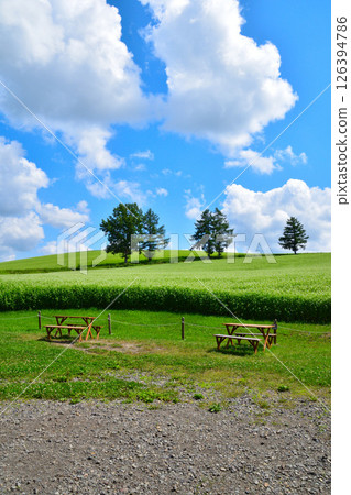 夏天的美瑛之丘 126394786