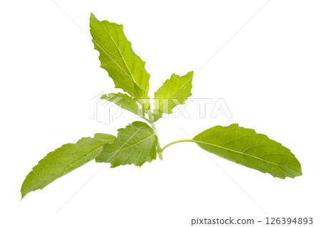 A fresh basil leaf isolated on a white background A fresh basil leaf isolated on a white background 126394893