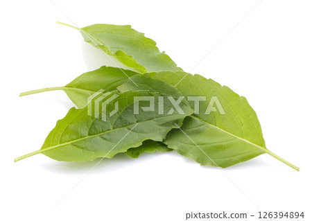 A fresh basil leaf isolated on a white background A fresh basil leaf isolated on a white background 126394894
