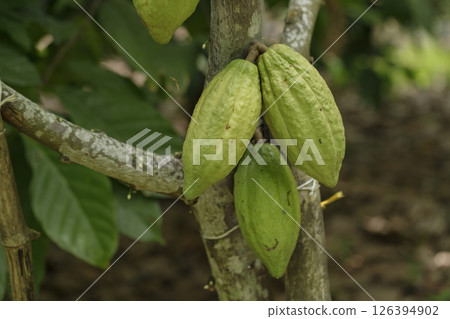 Green and yellow cocoa pods on cocoa trees in a cocoa plantation. 126394902