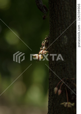 White cocoa flowers are attached to the cocoa trunk. 126394908