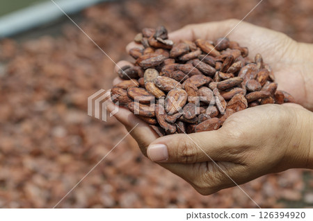 Stack of cocoa beans drying in the sun Stack of cocoa beans drying in the sun 126394920
