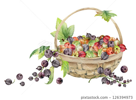 Currant gooseberry clusters, leaves in weaved basket, hand drawn in watercolor, ripe picked berry harvest, casseille jostaberry. Isolated illustration. Wellness blogs, fresh raw food healthy eating 126394973