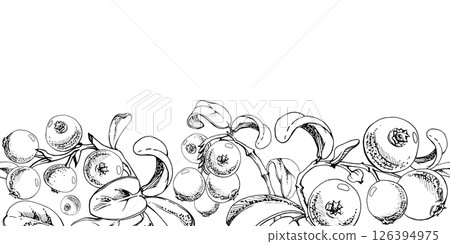 Cranberry lingonberry on branch with green leaves, ripe forest berry teaberry bearberry wintergreen cluster group, vector hand drawn in ink. Isolated seamless banner border for menu, farmers market 126394975