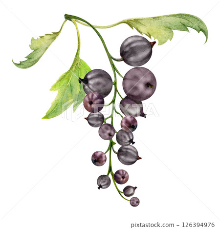 Currant gooseberry cluster bunch raceme with leaves, ripe garden berry casseille jostaberry juneberry, watercolor hand drawn. Isolated botanical illustration. Vegan product labels, gardening calendar 126394976