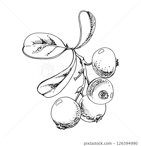 Lingonberry cranberry red berry on branch with green leaves, ripe forest teaberry bearberry wintergreen cluster group, vector hand drawn in ink. Isolated botanical illustration for farmers market menu 126394990