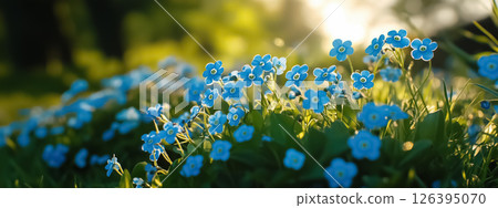 spring background with forget-me-not flowers in the foreground and bright lush spring grass in the sun spring background with forget-me-not flowers in the foreground and bright lush spring grass in the sun 126395070