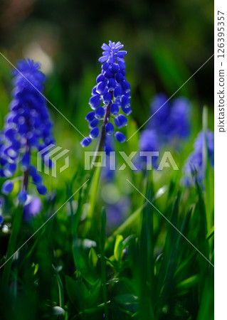 Blue flowers Muscari Blue flowers Muscari 126395357