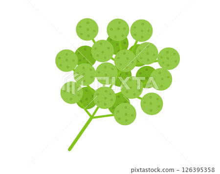 Illustration of Japanese pepper fruit Illustration of Japanese pepper fruit 126395358