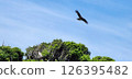Black kite flying above the tree 126395482