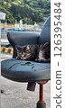 Cat on a chair by the sea 126395484