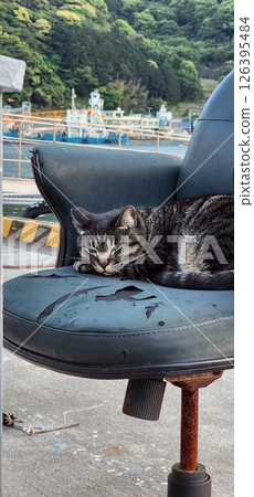 Cat on a chair by the sea Cat on a chair by the sea 126395484