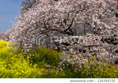 Kawaramachi, Kumagaya City, Saitama Prefecture: A row of Somei-Yoshino cherry trees and rape blossoms blooming on the banks of the Arakawa River at Kumagaya Sakura Tsutsumi Kawaramachi, Kumagaya City, Saitama Prefecture: A row of Somei-Yoshino cherry trees and rape blossoms blooming on the banks of the Arakawa River at Kumagaya Sakura Tsutsumi 126395510