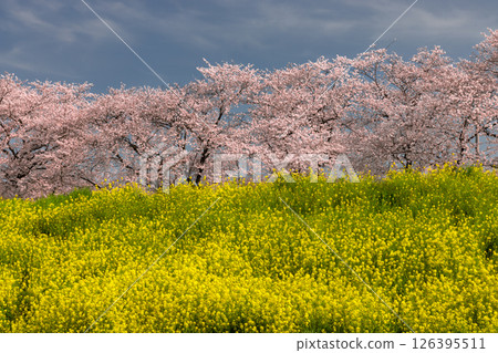 Kawaramachi, Kumagaya City, Saitama Prefecture: A row of Somei-Yoshino cherry trees and rape blossoms blooming on the banks of the Arakawa River at Kumagaya Sakura Tsutsumi 126395511