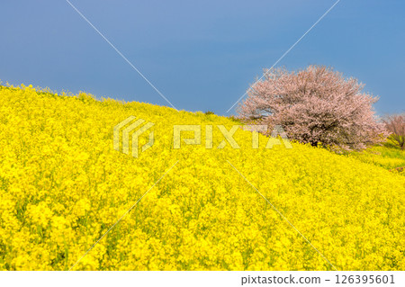 埼玉縣熊谷市河原町：荒川河畔的一棵櫻花樹和一片油菜花田 126395601