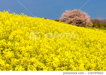 埼玉縣熊谷市河原町:荒川河畔的一棵櫻花樹和一片油菜花田 埼玉縣熊谷市河原町:荒川河畔的一棵櫻花樹和一片油菜花田 126395602