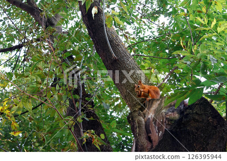 A squirrel sits on a tree branch eating a meal in a lush green forest. Blurred motion 126395944