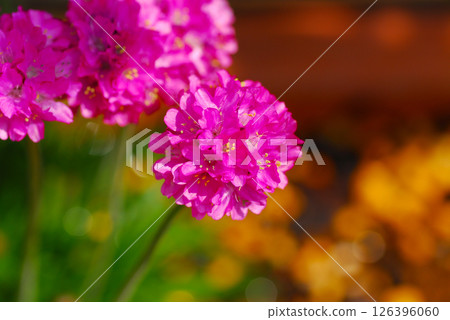 粉紅色石竹花特寫 粉紅色石竹花特寫 126396060