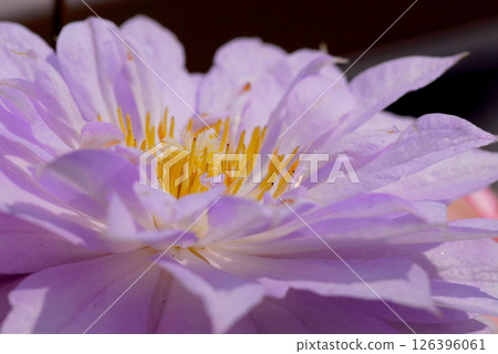 鐵線蓮關閉 鐵線蓮關閉 126396061