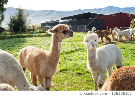 alpaca farm nature animal Alpaca animal アルパカ 126396102
