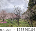 Park scenery with cherry trees and flowers 126396184