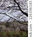 Cherry blossoms in full bloom 126396185