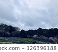 A field of trees, a flower field, and the sky 126396188