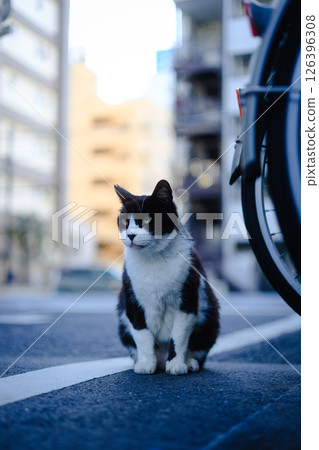 Cat on a winter morning 126396308